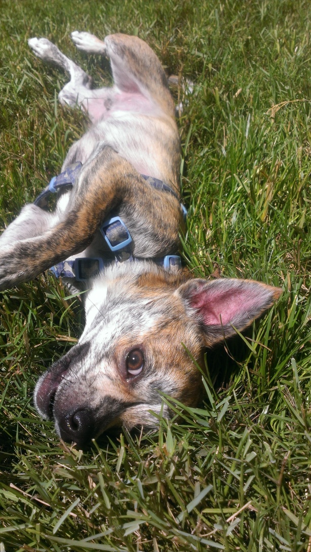 Alec has a habit of laying in the grass, so I'll just sit next to him & soak up some sun.  Good father/son bonding time.