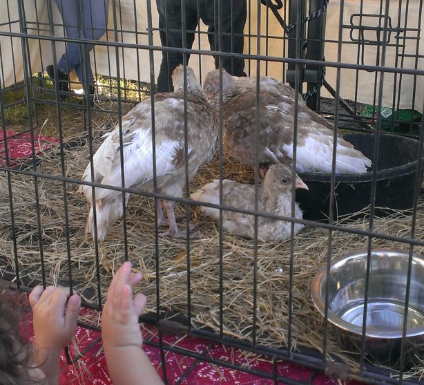 There were even baby turkeys there!  It was too bad they were bought specifically for the event by an organization that displayed them in this cage the entire time.